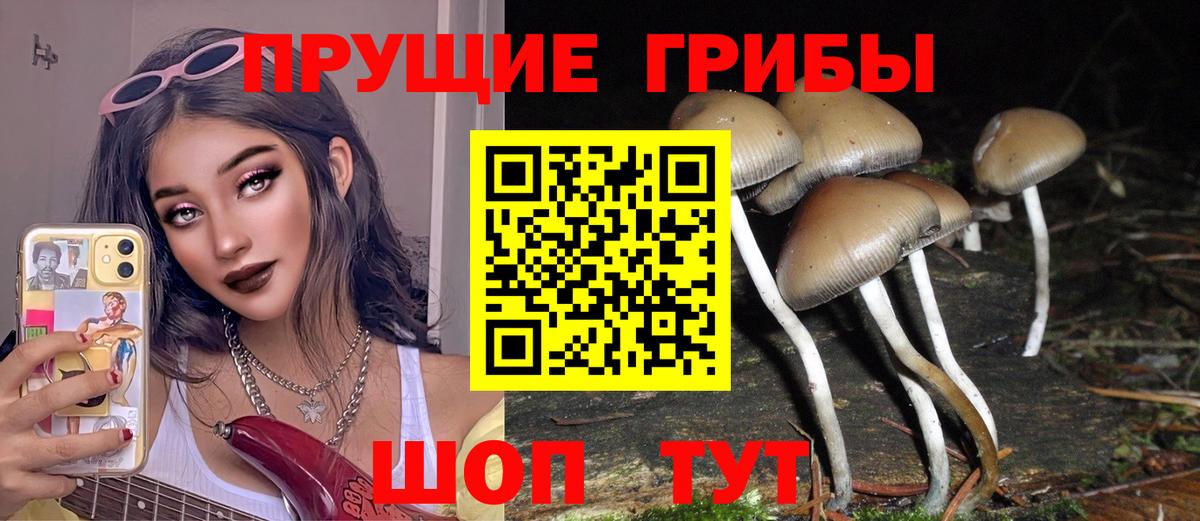 Псилоцибиновые грибы Cubensis Сосновый Бор